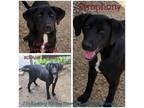 Adopt Symphony a Black Labrador Retriever / Mixed Breed (Medium) / Mixed dog in