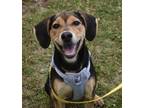 Adopt Libby a Tricolor (Tan/Brown & Black & White) Beagle / Mixed dog in Fairfax