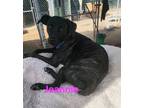 Adopt Jeannie a Brindle Catahoula Leopard Dog / Labrador Retriever / Mixed dog