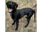 Adopt Velvet a English Pointer, Black Labrador Retriever