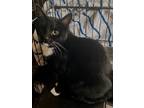 Adopt Killian a American Shorthair