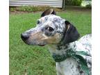 Adopt Freckles a White - with Gray or Silver Fox Terrier (Smooth) / Australian