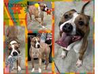 Adopt Marimba a Brindle - with White Staffordshire Bull Terrier / Boxer / Mixed