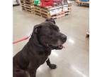 Adopt Toby a Black Mastiff / Mixed Breed (Large) / Mixed dog in Tipton