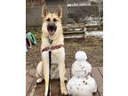Adopt Boss a Black German Shepherd Dog / Mixed dog in Oshkosh, WI (37701045)