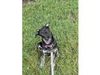Adopt White Limozeen a Black Labrador Retriever dog in Merrifield, VA (37842269)