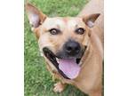 Adopt Anthony a Red/Golden/Orange/Chestnut Australian Cattle Dog / American