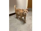 Adopt Jonis a Domestic Shorthair / Mixed (short coat) cat in Fulton