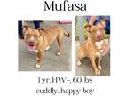 Adopt Mufasa (Scar) a Mixed Breed (Medium) / Mixed dog in Albany, GA (37847821)