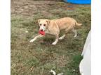 Adopt Hydrangea a Mixed Breed (Medium) / Mixed dog in Jonesboro, AR (37803035)