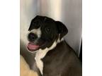 Adopt Daylilies a Mixed Breed (Medium) / Mixed dog in Jonesboro, AR (37803037)