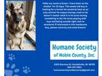 Adopt Exxon a German Shepherd Dog / Mixed dog in Kendallville, IN (37691843)