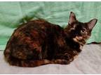 Adopt Matilda a Domestic Shorthair / Mixed (short coat) cat in Alpharetta