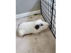 Adopt Snowball (Fostered in Blair) a White Guinea Pig small animal in Papillion