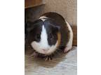 Adopt Skully (fostered in Blair) a White Guinea Pig small animal in Papillion