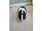 Adopt Rio (Fostered in Blair) a White Guinea Pig small animal in Papillion