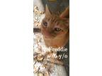 Adopt Freddie a Orange or Red Tabby Domestic Shorthair (short coat) cat in