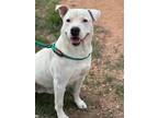 Adopt Gomez a American Staffordshire Terrier / Retriever (Unknown Type) dog in