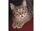Adopt Robert (Rebecca Feral #2) a Brown Tabby Domestic Shorthair cat in