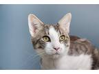 Adopt Storm Troopers Cirrus a Gray, Blue or Silver Tabby Domestic Shorthair /