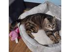 Adopt Clover a American Shorthair