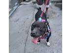 Adopt My Nana is Your Nana laughs! a American Staffordshire Terrier