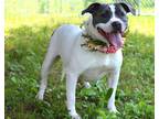 Adopt Jersey - Adoptable a Pit Bull Terrier, Mixed Breed