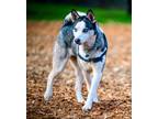 Adopt Princess Mariah! a Siberian Husky, Husky