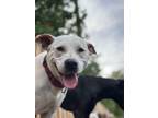 Adopt Katie a Mixed Breed, Labrador Retriever