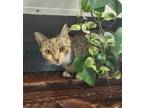 Adopt Tilly a Domestic Short Hair