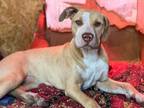 Adopt Wiggle-B a Pit Bull Terrier, Mixed Breed