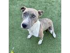 Adopt LILLY a Pit Bull Terrier