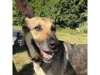 Adopt INDY a German Shepherd Dog