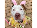 Adopt Isella(Izzy) a Pit Bull Terrier