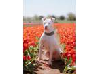 Adopt Marshmallow a Pit Bull Terrier, Mixed Breed