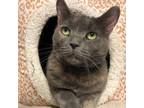 Adopt Strawberry a Extra-Toes Cat / Hemingway Polydactyl, Domestic Short Hair