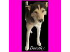 Adopt Dorothy a Husky