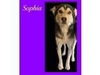 Adopt Sophia a Husky