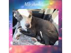 Adopt Marshmallow a Pit Bull Terrier