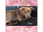 Adopt Star a Pit Bull Terrier