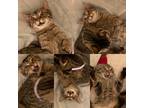 Adopt Bell Pepper a Domestic Short Hair, Tabby