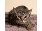 Adopt Claire a Domestic Short Hair, Tabby