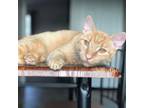 Adopt Carrot a Domestic Short Hair