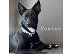 Adopt Jade Foster a Shepherd, Australian Cattle Dog / Blue Heeler