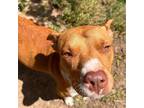 Adopt Layla 3 a American Staffordshire Terrier