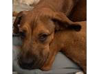 Adopt Bambi a Great Dane, American Staffordshire Terrier