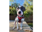 Adopt Bella a Pit Bull Terrier