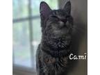 Adopt Cami a Domestic Medium Hair