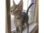 Adopt Phyllis a Domestic Short Hair