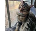 Adopt Bitty 2 a Domestic Medium Hair